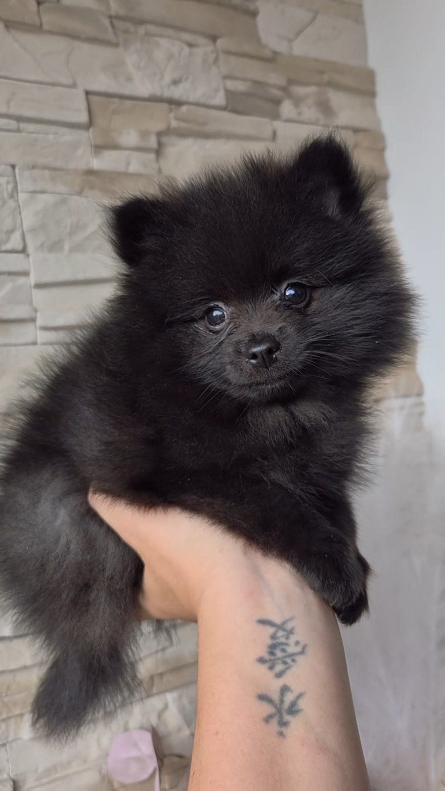 knap pomeranian reutje, ouders getest, Dieren en Toebehoren, Parvo, Keeshond, Reu, 8 tot 15 weken