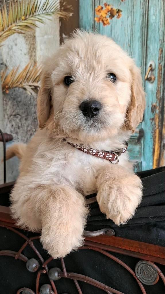 Super mooie Golden doodle pupjes, abrikoos, beschikbaar, Parvo, Overige rassen, 8 tot 15 weken, Meerdere