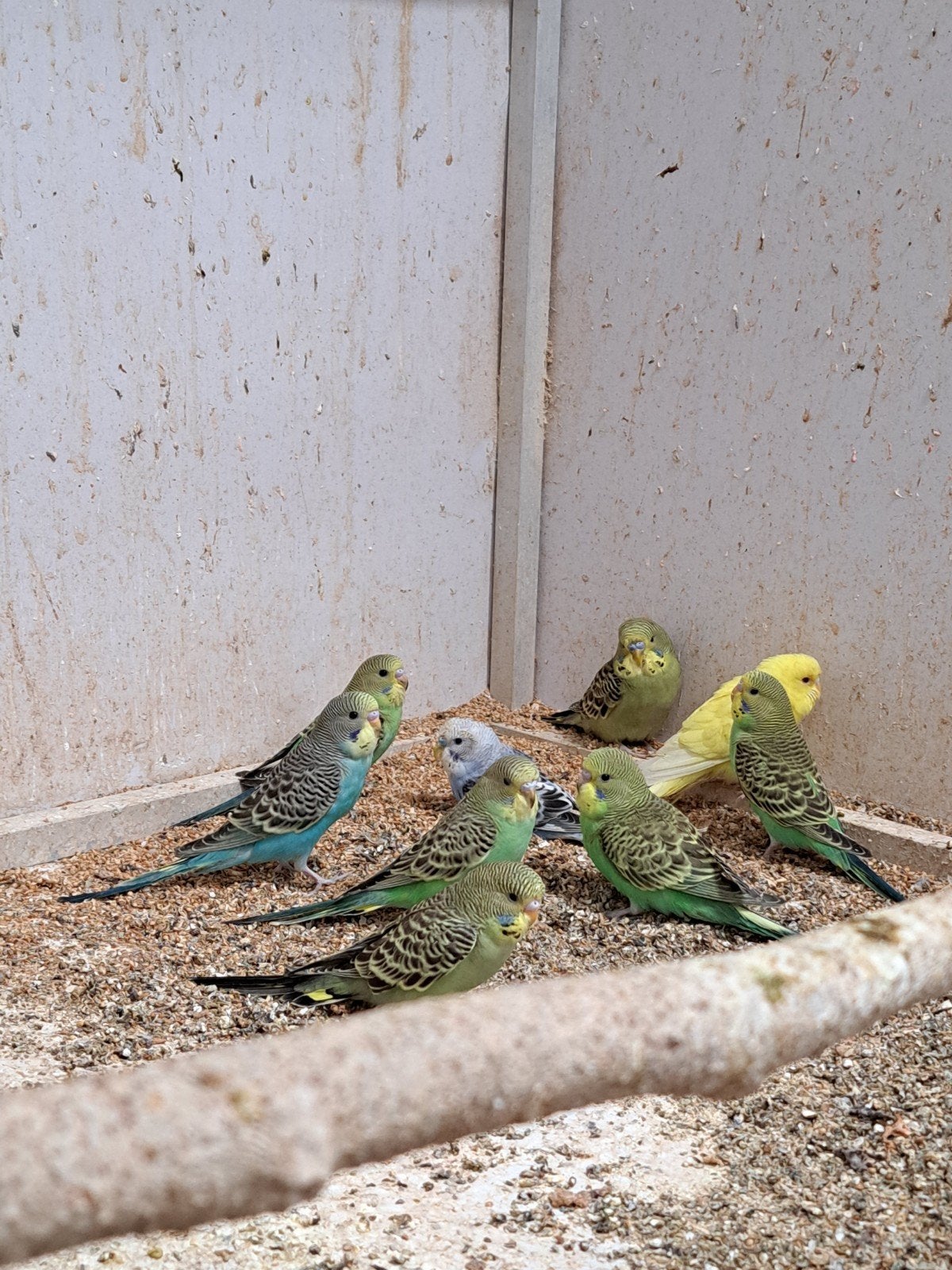 jonge baby grasparkieten eten zelfstandig om tam te maken, Meerdere dieren, Parkiet, Tam