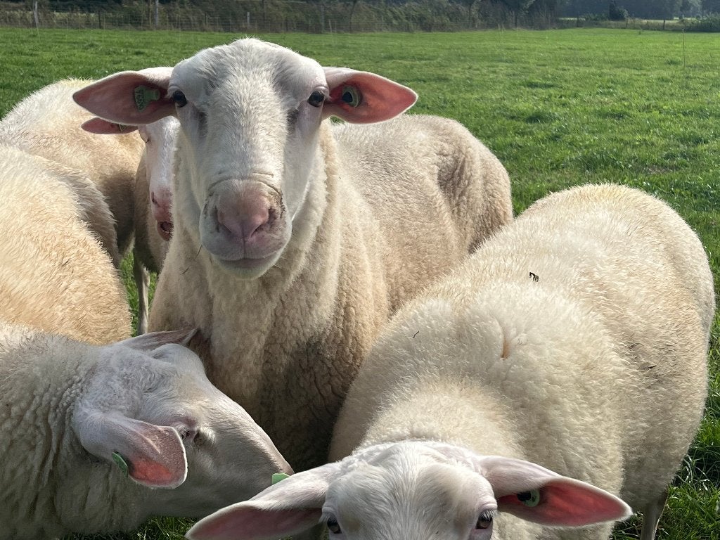 Te koop: Dekram Fries Melkschaap, Mannelijk, Schaap, 0 tot 2 jaar