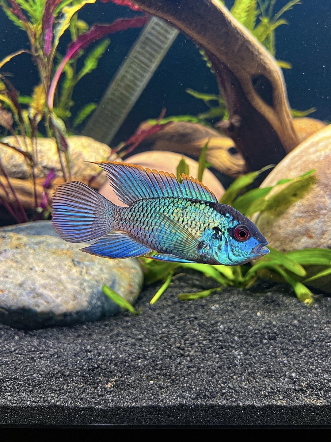 Gezocht Electric blue acara, Dieren en Toebehoren, Vis