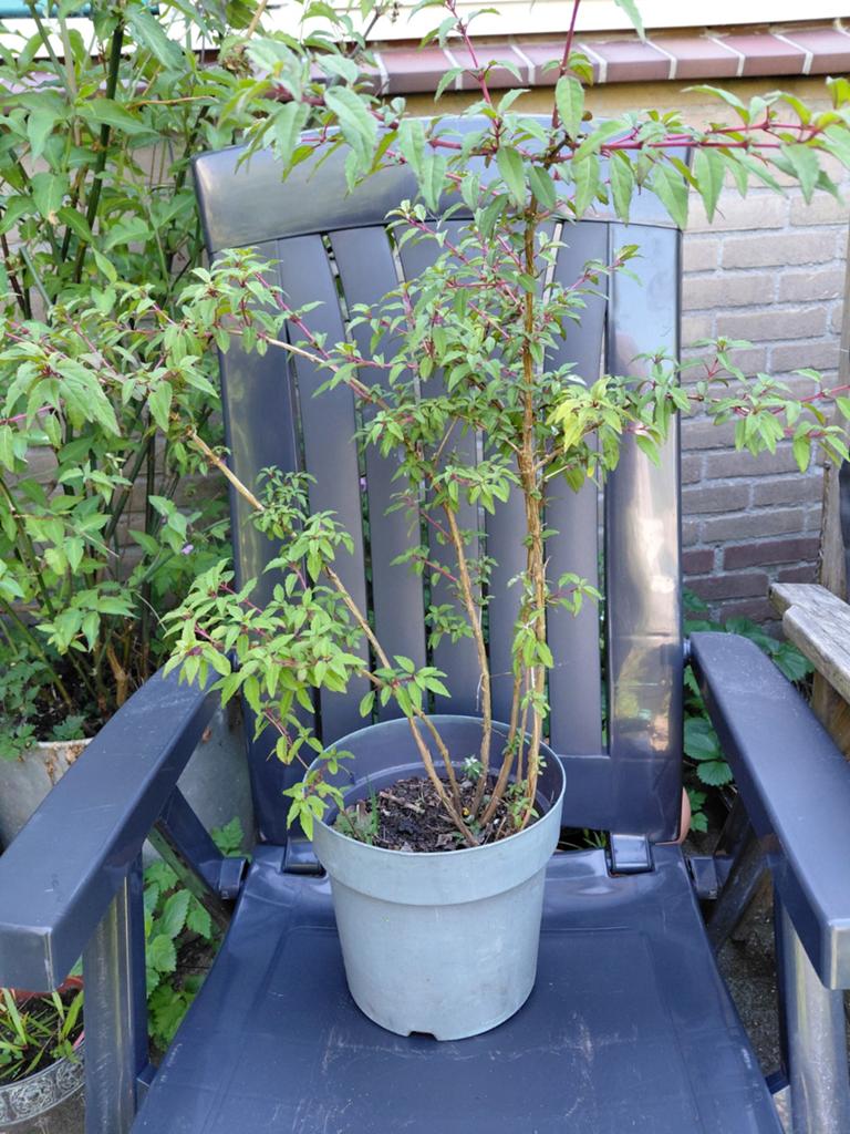 Beltsjeblom Fuchsia, Tuin en Terras, Ophalen, Zomer, Volle zon, Overige soorten