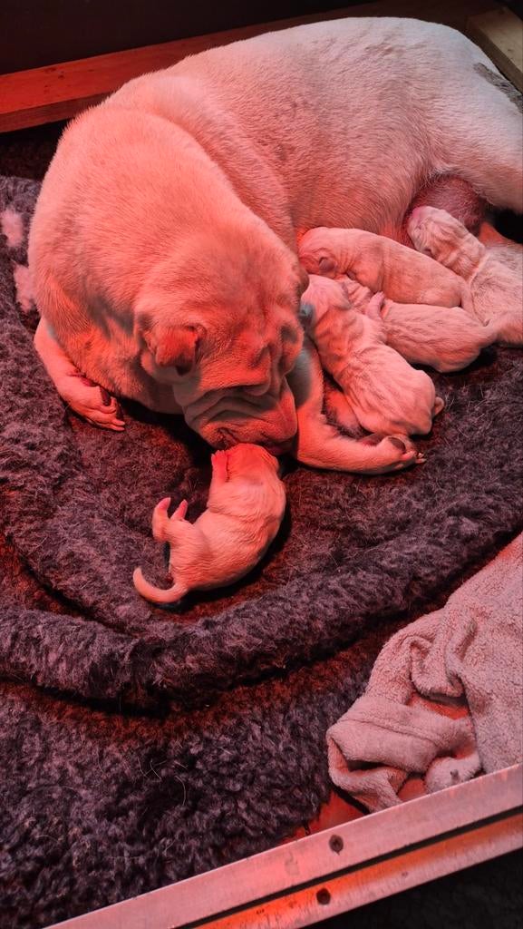 Sharpei pups geboren, Overige rassen, 8 tot 15 weken, Parvo, Meerdere