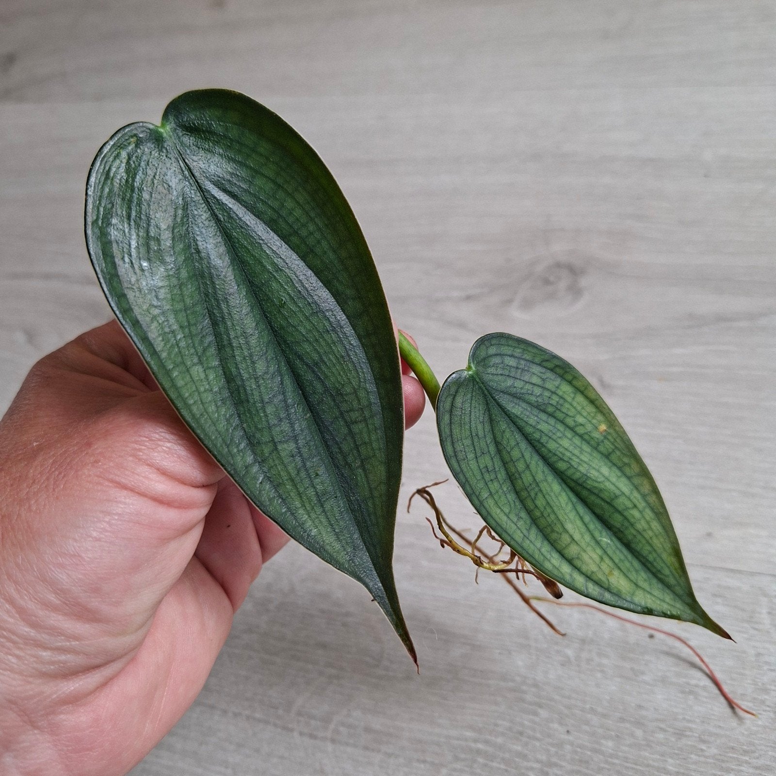 Philodendron Burle Marx Fantasy stek, Huis en Inrichting, Kamerplanten, Ophalen of Verzenden, Halfschaduw, Minder dan 100 cm