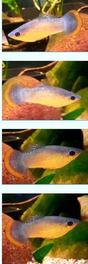 Levendbarende Poecillia Mexicana, Vis, Zoetwatervis