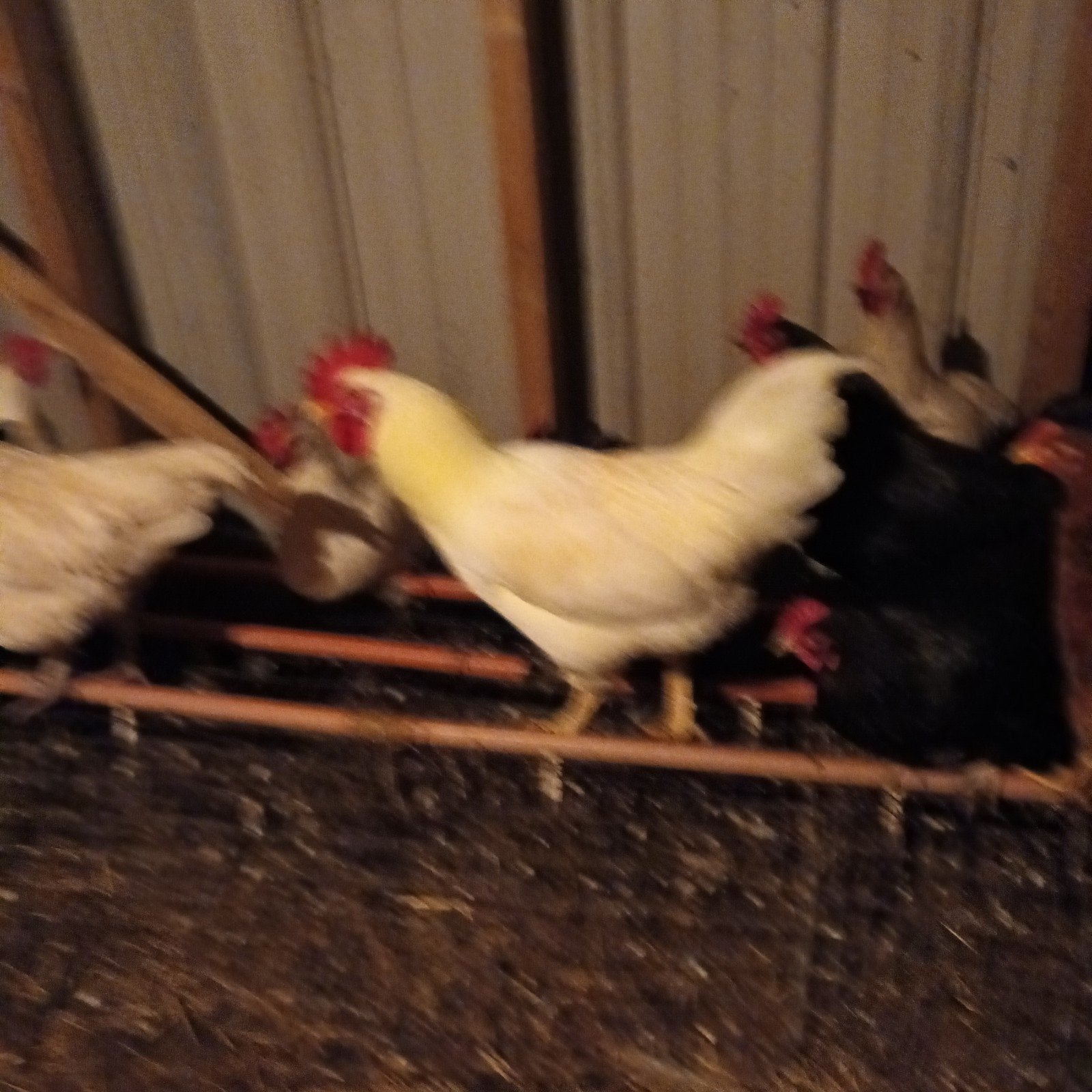 6 Grote hanen, Dieren en Toebehoren