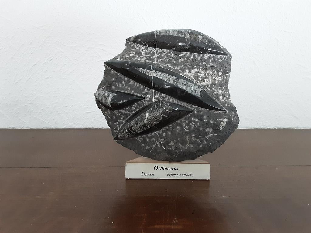 Orthoceras fossiel uit het Marokko., Ophalen of Verzenden, Fossiel