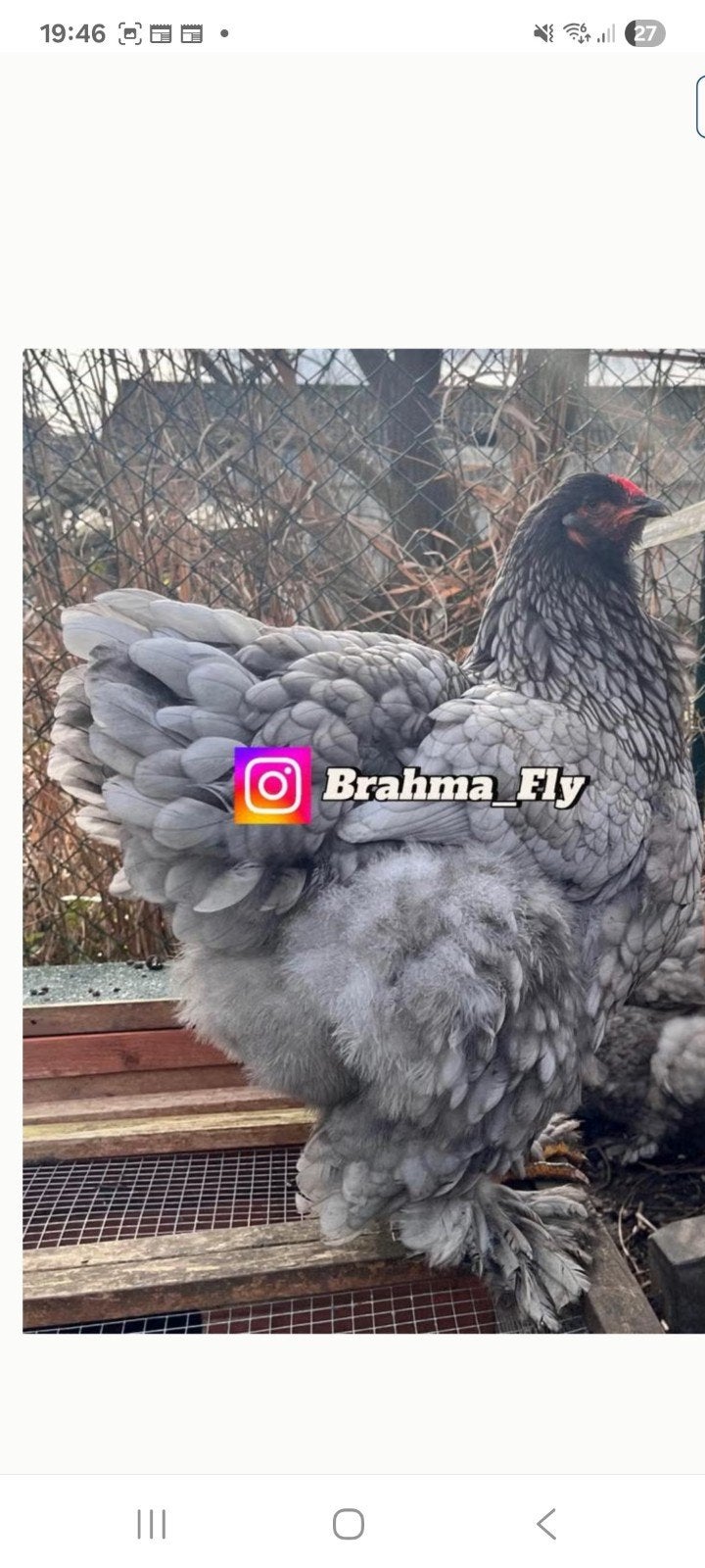 Gezocht broed eieren.van brahma blauw, Dieren en Toebehoren, Geslacht onbekend, Kip