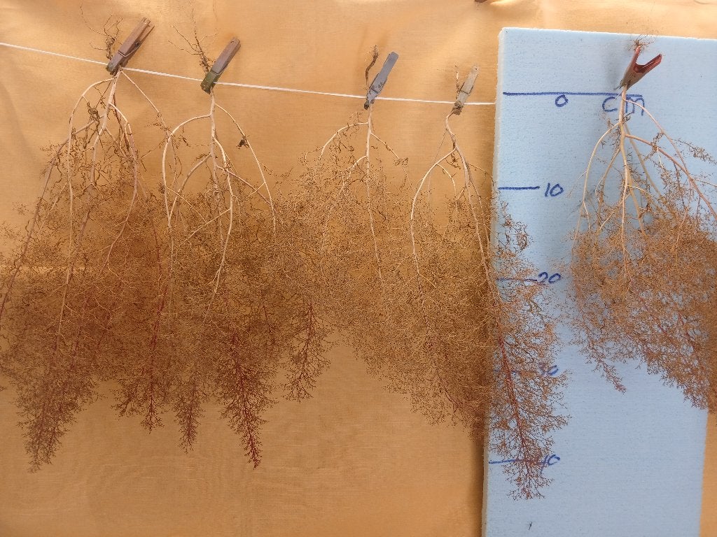 zeeschuim, Overige merken, Gelijkstroom, Natuur, Nieuw
