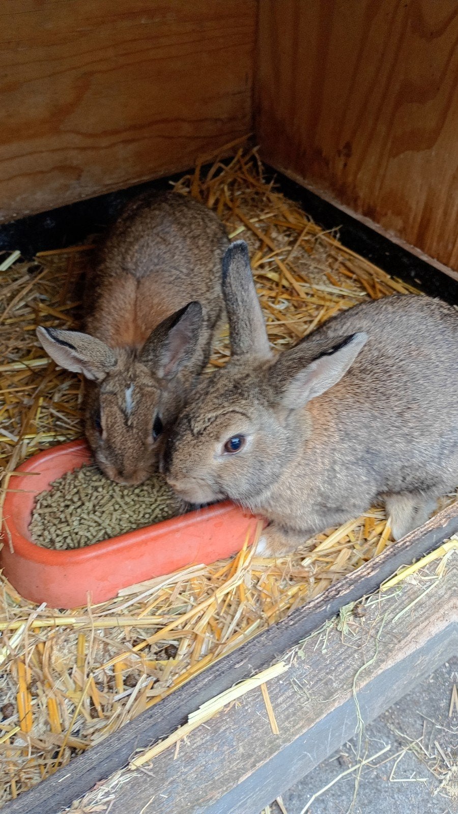 voedsters, Meerdere dieren, Middelgroot, 0 tot 2 jaar