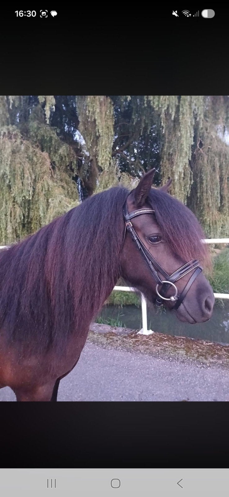 Mooie NSPS merrie, Dieren en Toebehoren, Merrie, Recreatiepaard, Met stamboom, 3 tot 6 jaar
