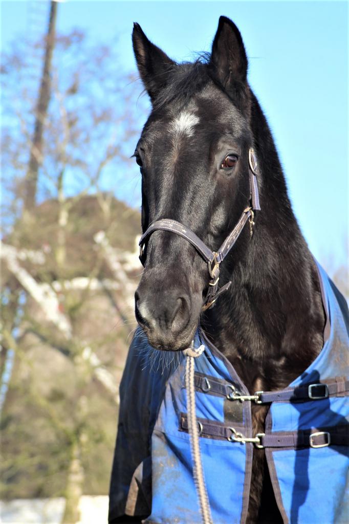 Lieve recreatie merrie te koop, Merrie, 165 tot 170 cm, Recreatiepaard, 11 jaar of ouder