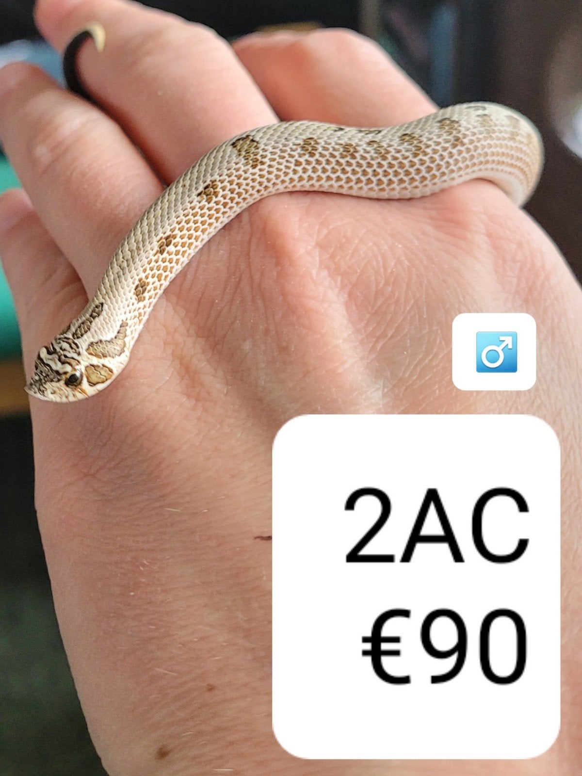 Heterodon Nasicus - Haakneusslang Hognose Snake photo 13