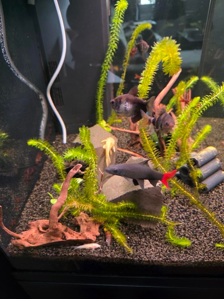 Aquarium juwel 120 liter met onderkast zwart
Met vissen, Ophalen, Gevuld zoetwateraquarium