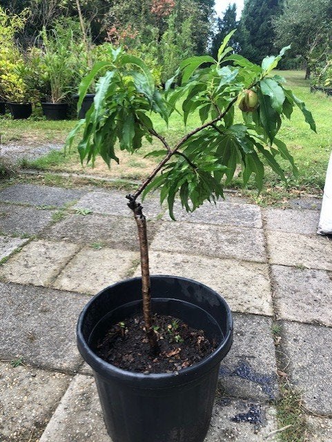 Appelboom in de kuip . ruim 80 cm hoog , nu  met 1 appel, Ophalen, Minder dan 100 cm, Volle zon, In pot