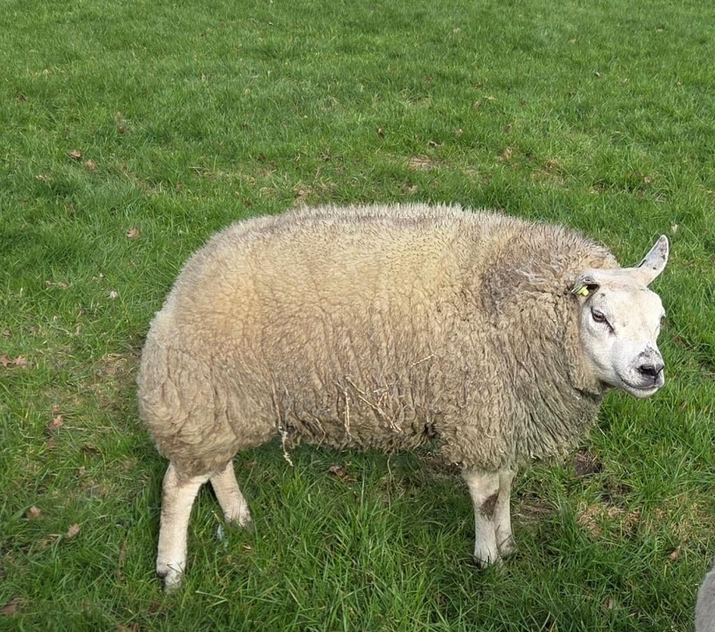 Texelaar Ram, Mannelijk, Schaap, 0 tot 2 jaar