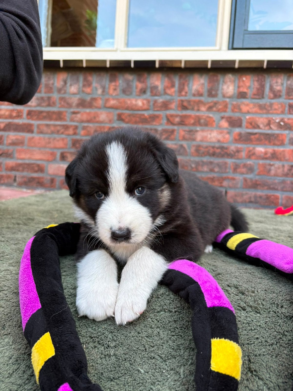 Volle Australian Shepherd black tri pup, Parvo, Reu, 8 tot 15 weken, Eén hond
