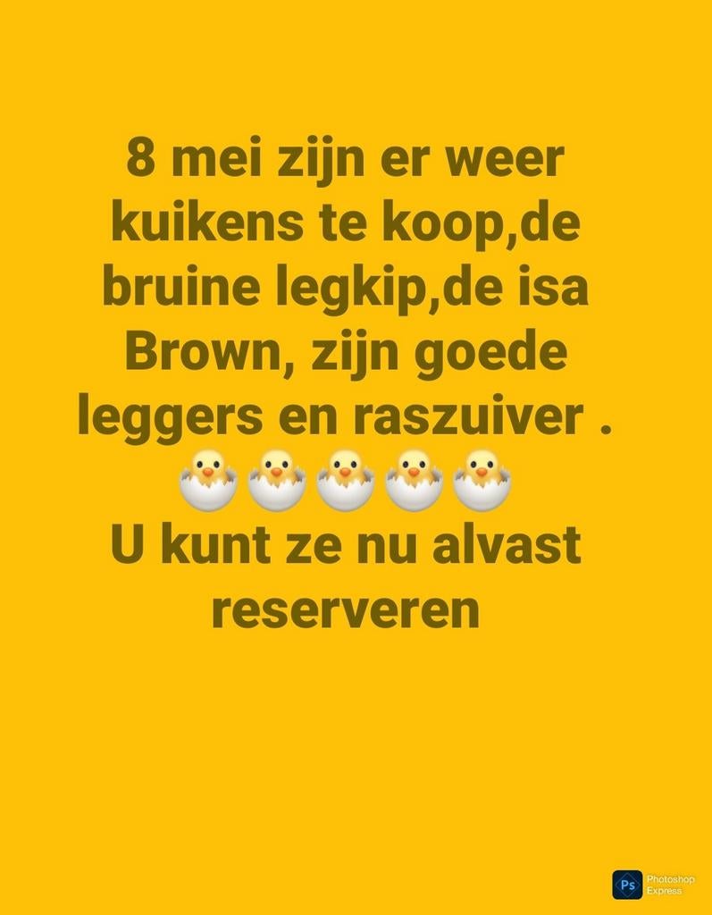 Zie omschrijving, Dieren en Toebehoren, Vrouwelijk, Kip