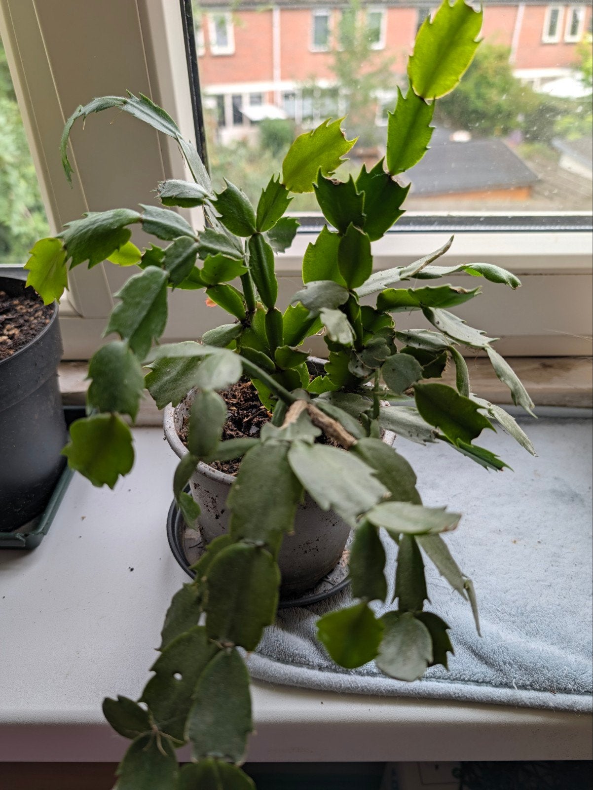 schlumbergera lidcactus, Huis en Inrichting, Ophalen, Vetplant, Halfschaduw, Minder dan 100 cm