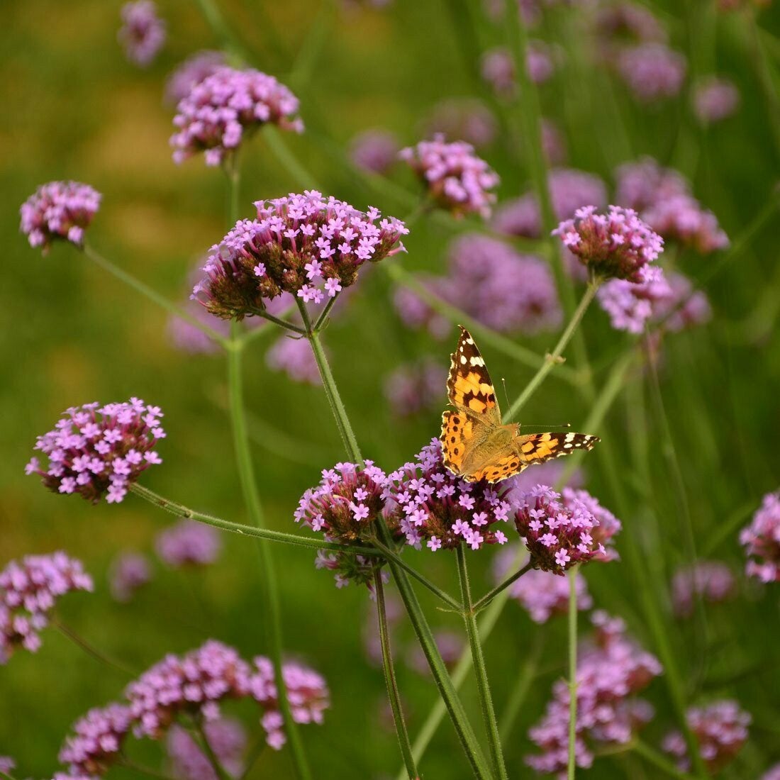 Verbena bonariensis / IJzerhard P9 en 3 L pot, Tuin en Terras, Ophalen of Verzenden, Vaste plant, Overige soorten, Volle zon