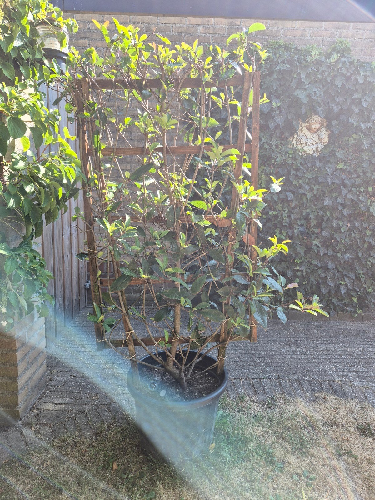 ** PHOTINIA FRASERI - RED ROBIN - OP REK  **, Tuin en Terras, Ophalen, Overige soorten, 100 tot 250 cm
