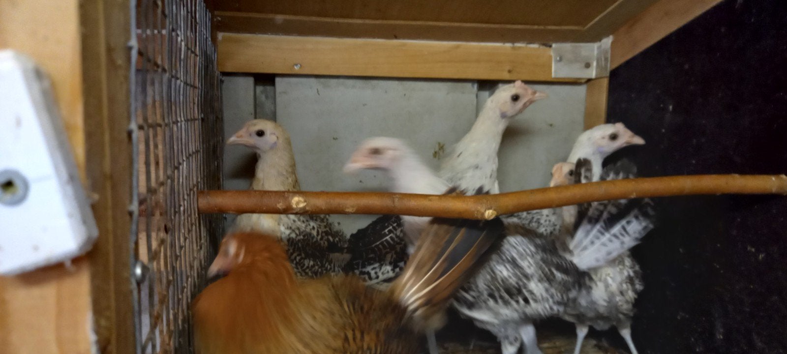 Te koop friesehoenders rood en wit pel, en assendelfters, Dieren en Toebehoren, Vogels | Overige Vogels, Meerdere dieren