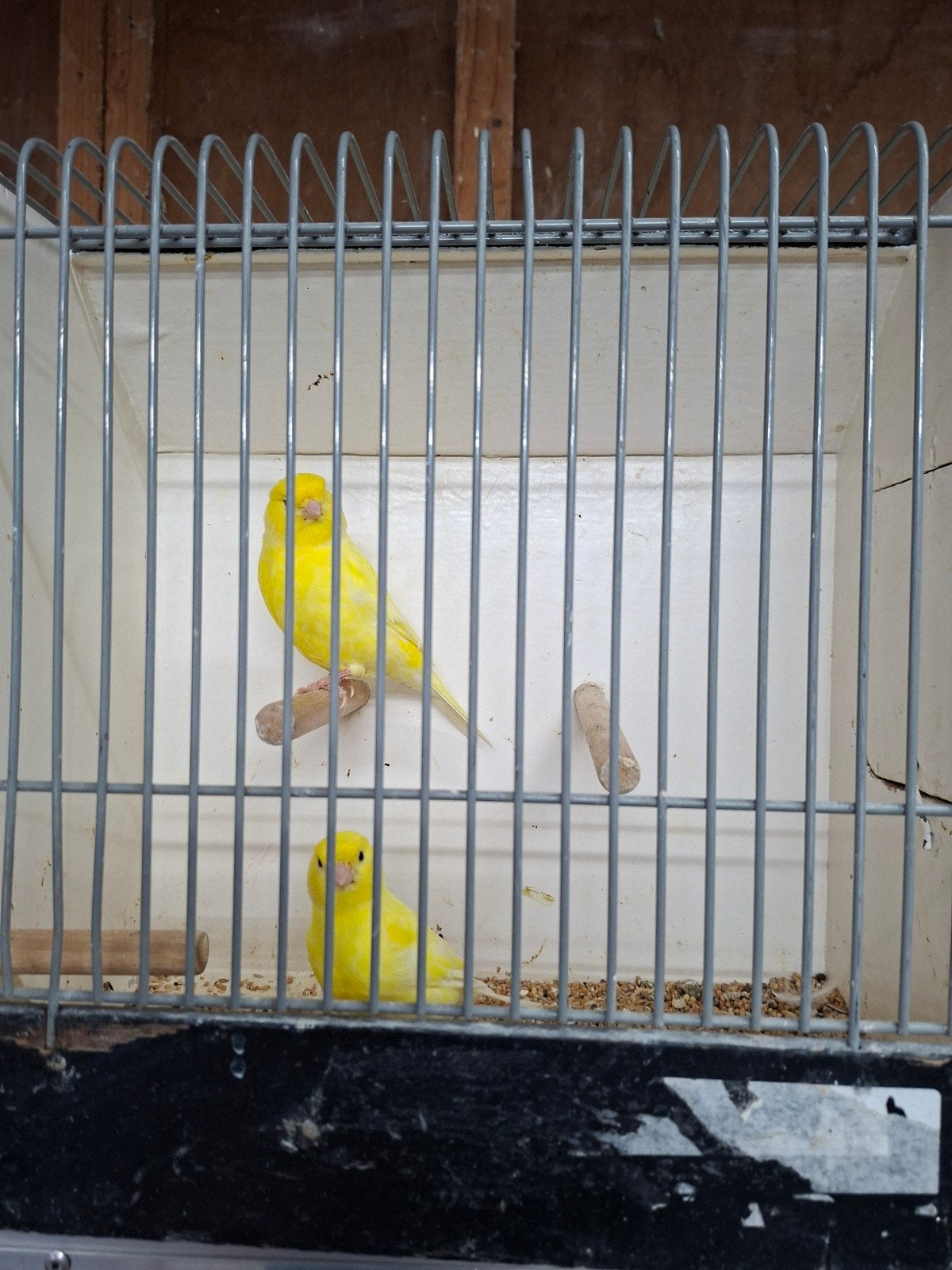 Koppel gele kanaries, Dieren en Toebehoren, Vogels | Kanaries, Meerdere dieren, Kleurkanarie