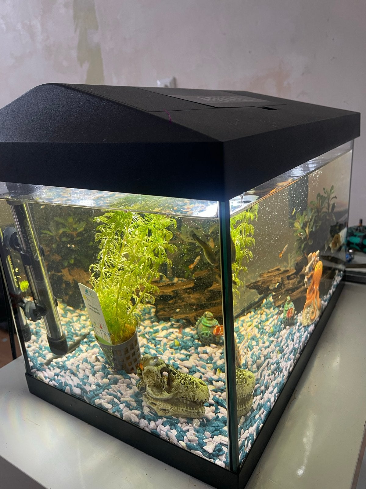 Aquarium met vissen en garnalen, Ophalen, Zo goed als nieuw, Gevuld zoetwateraquarium