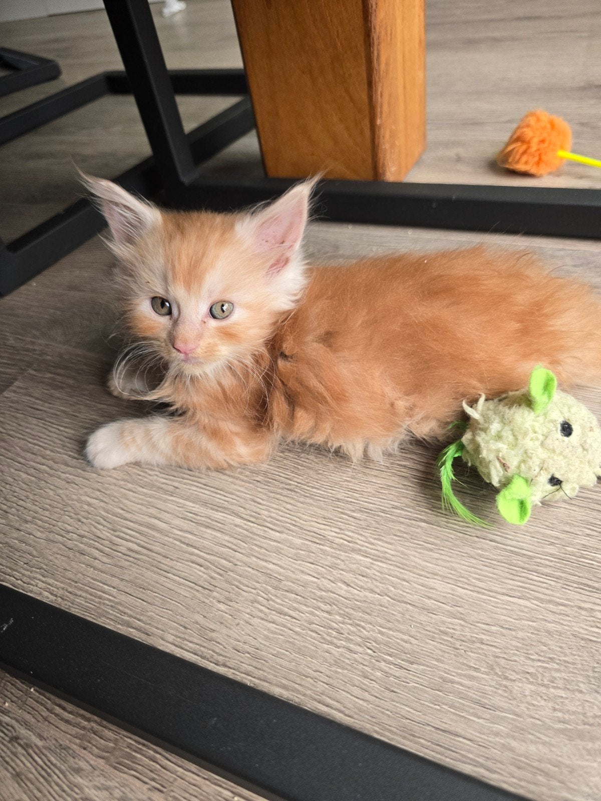 Hele mooie mainecoon kittens met stamboom, Poes, Met stamboom, 0 tot 2 jaar