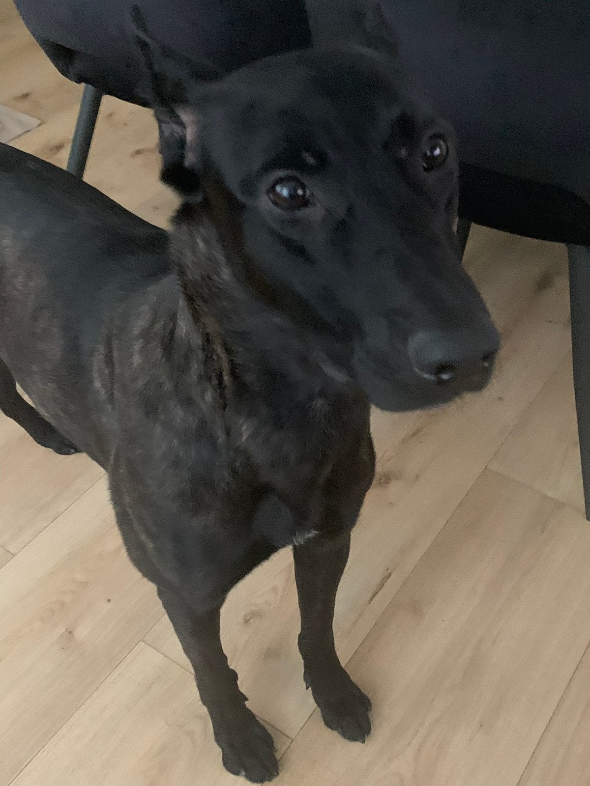 Lieve hollandse herder Teefje, Dieren en Toebehoren, Teef, Groot, Eén hond, 3 tot 5 jaar