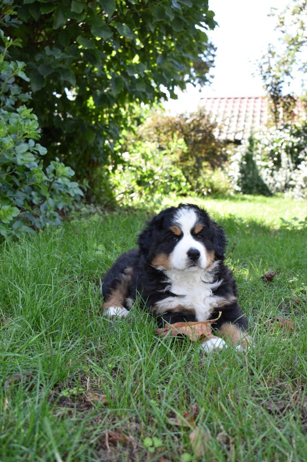 prachtige benner senner pups, 1 teefje is nog beschikbaar, Dieren en Toebehoren, Parvo, Teef, Meerdere, Nederland