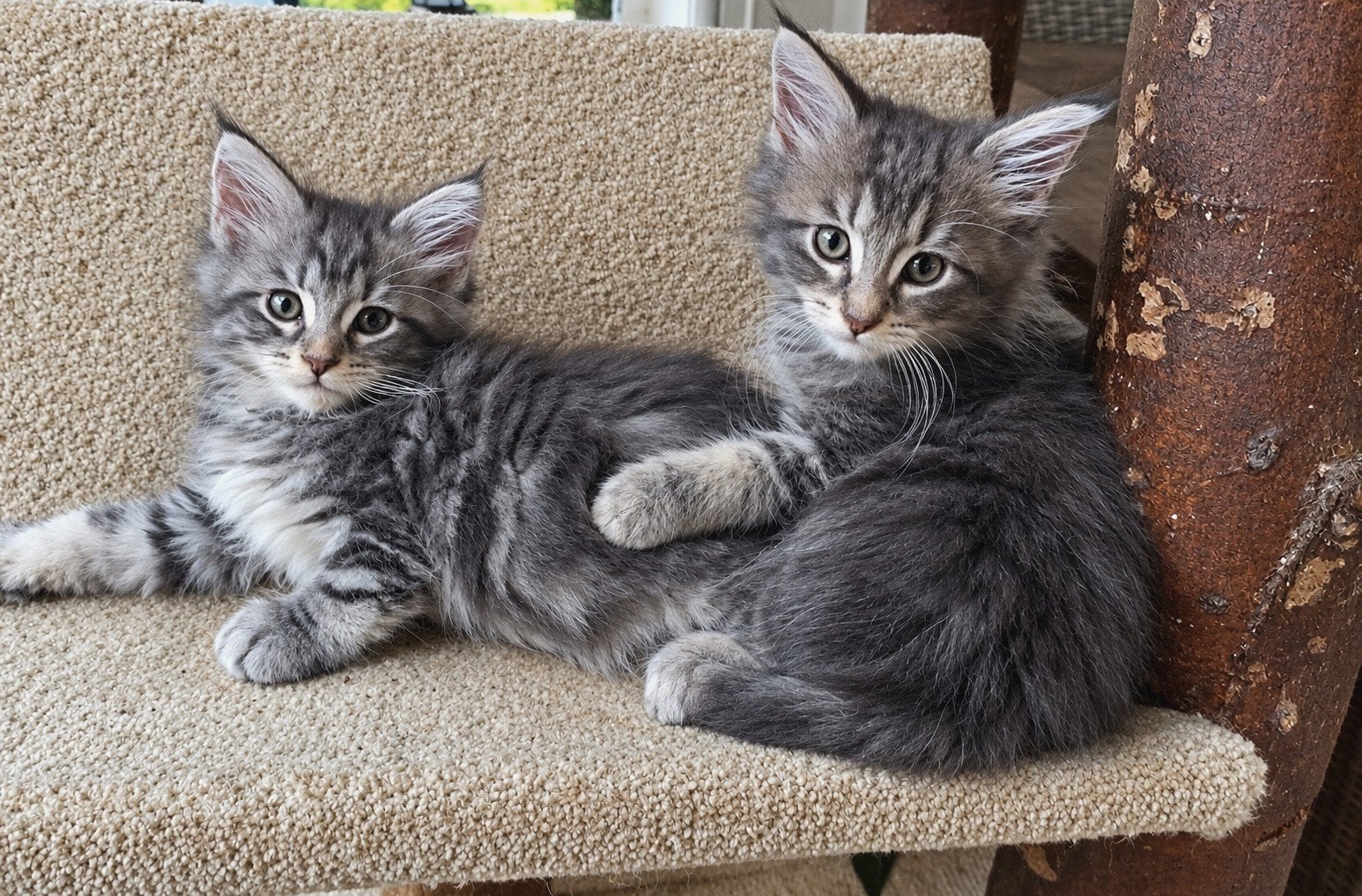 prachtig Maine Coon kittens met stanboom, Meerdere dieren, Met stamboom, 0 tot 2 jaar