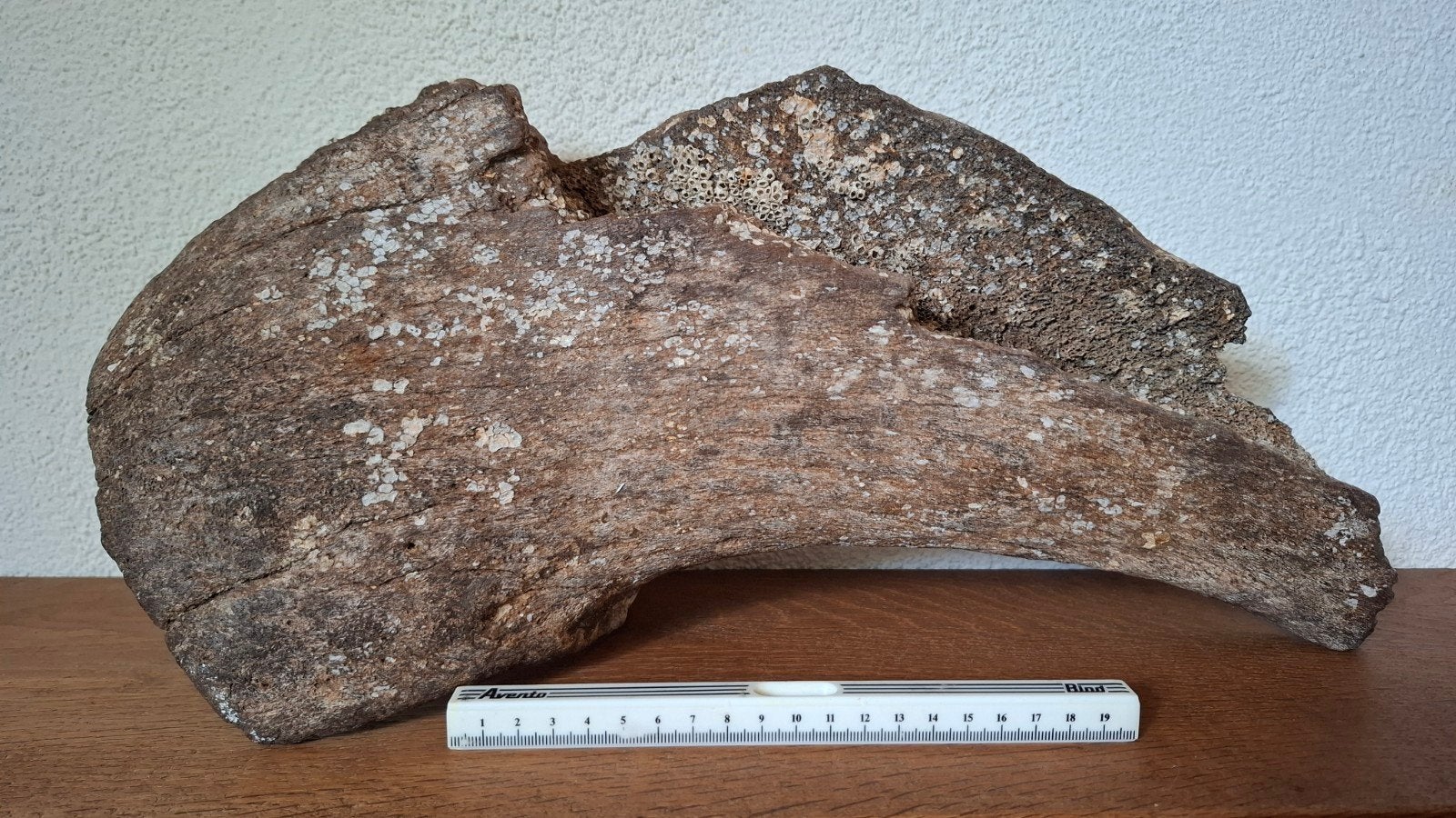 Groot bekkenfragment Wolharige Mammoet - Waddenzee, Verzamelen, Ophalen of Verzenden, Fossiel