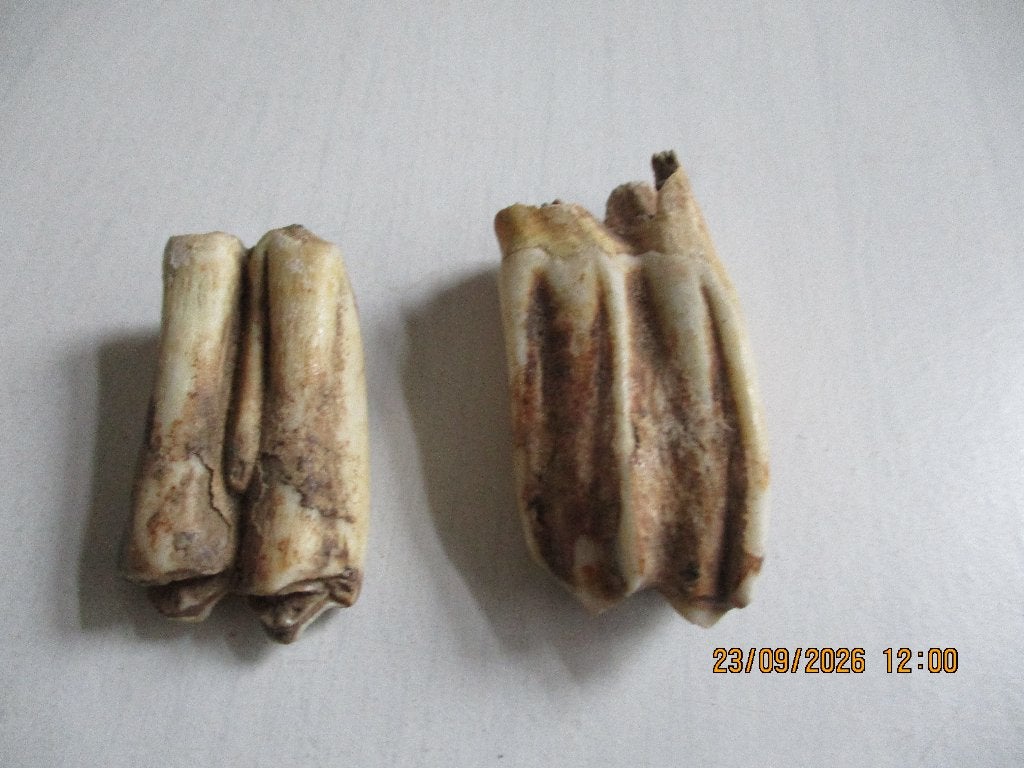 fossiele tanden dieren 2 stuks, Ophalen of Verzenden