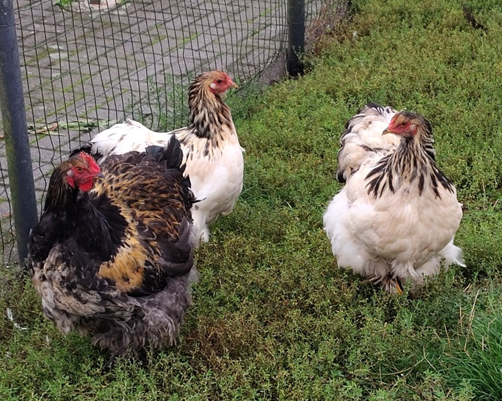 Cochin groothoen kwartelkleurig, Dieren en Toebehoren, Mannelijk, Kip
