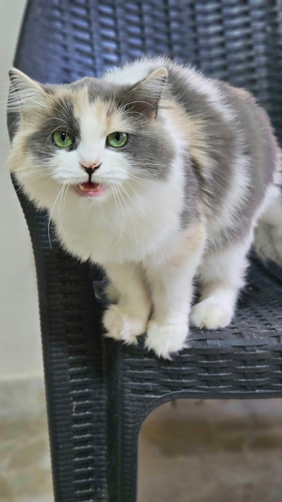 poesje noga, Poes, Gechipt, 0 tot 2 jaar