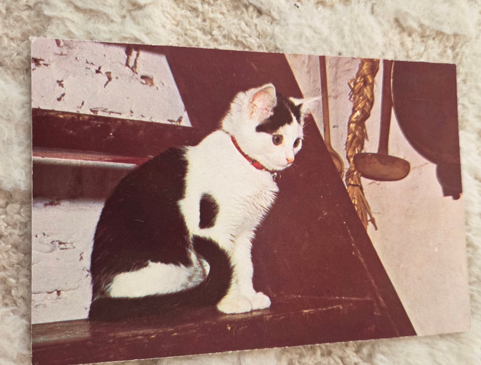 Zwart-witte Kat op Trap, Verzenden, 1980 tot heden, Gelopen, Hond of Kat