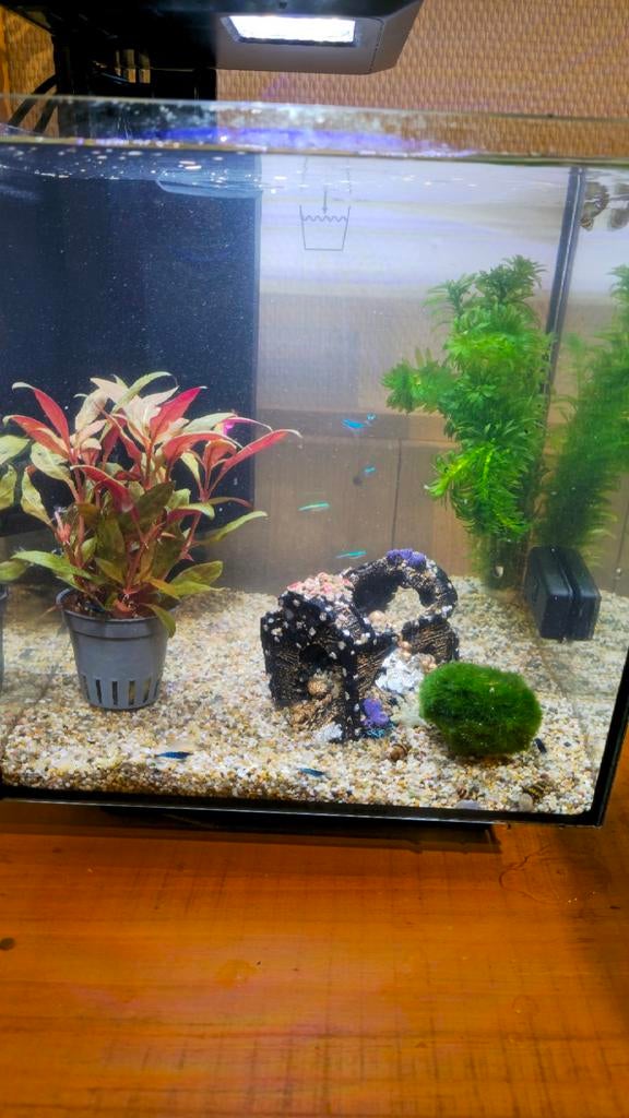 Aquarium, Ophalen of Verzenden, Leeg aquarium