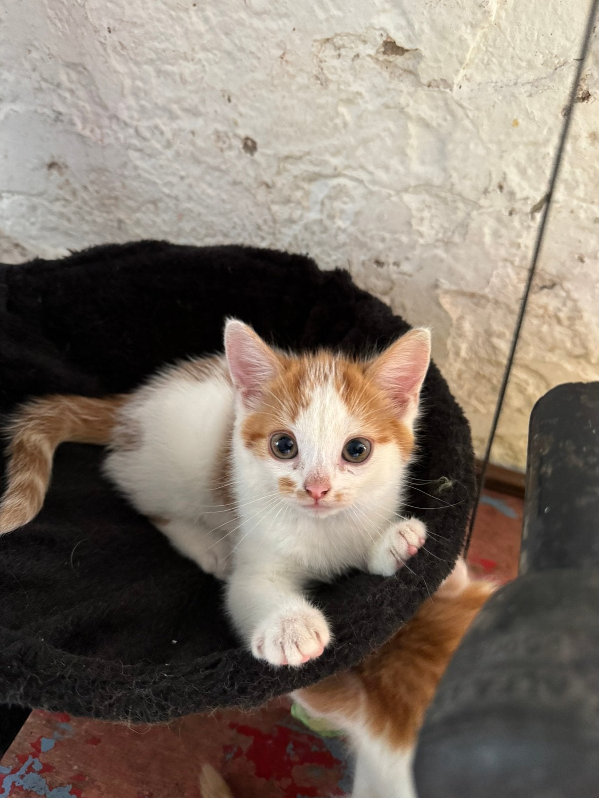 Boerderijkatje zoekt een eigen erf, Poes