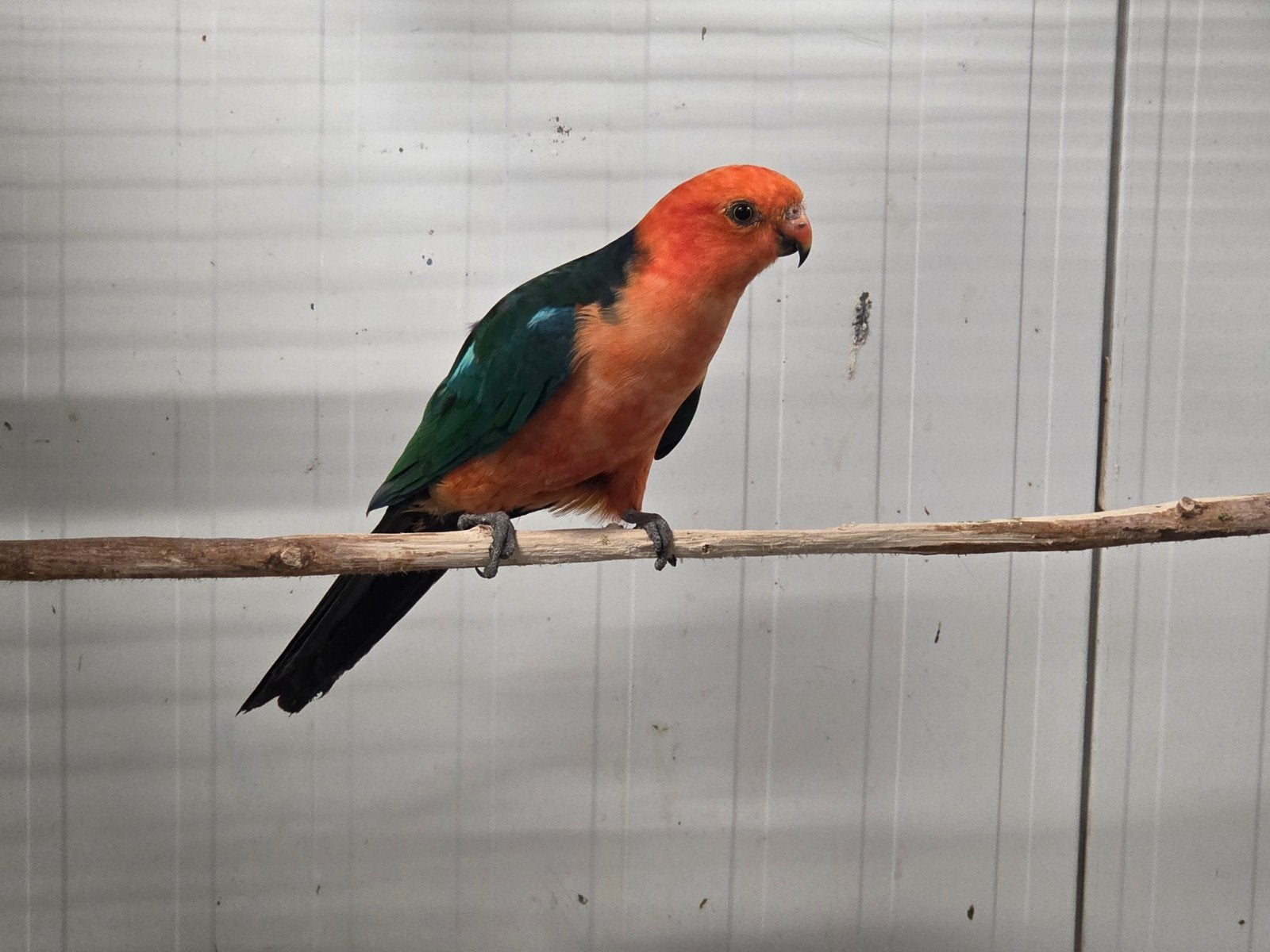 Koningsparkiet man, Dieren en Toebehoren, Vogels | Parkieten en Papegaaien, Mannelijk, Parkiet