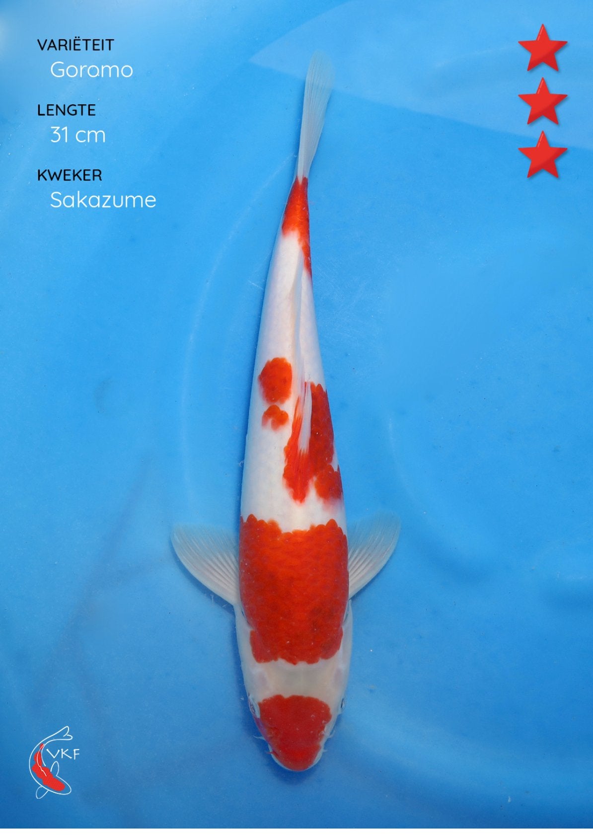 Japanse Wagoi Goromo,     Sakazume, Vis