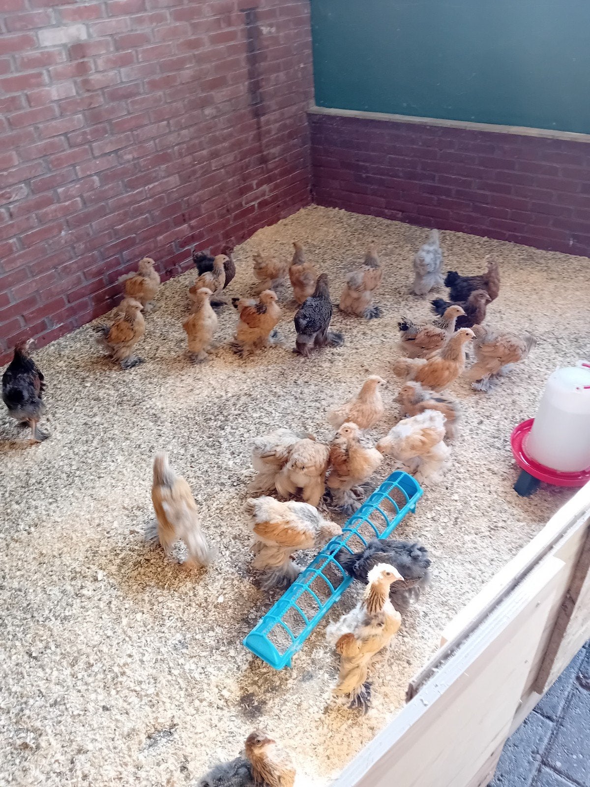 kuikens brahma.s, Geslacht onbekend, Kip