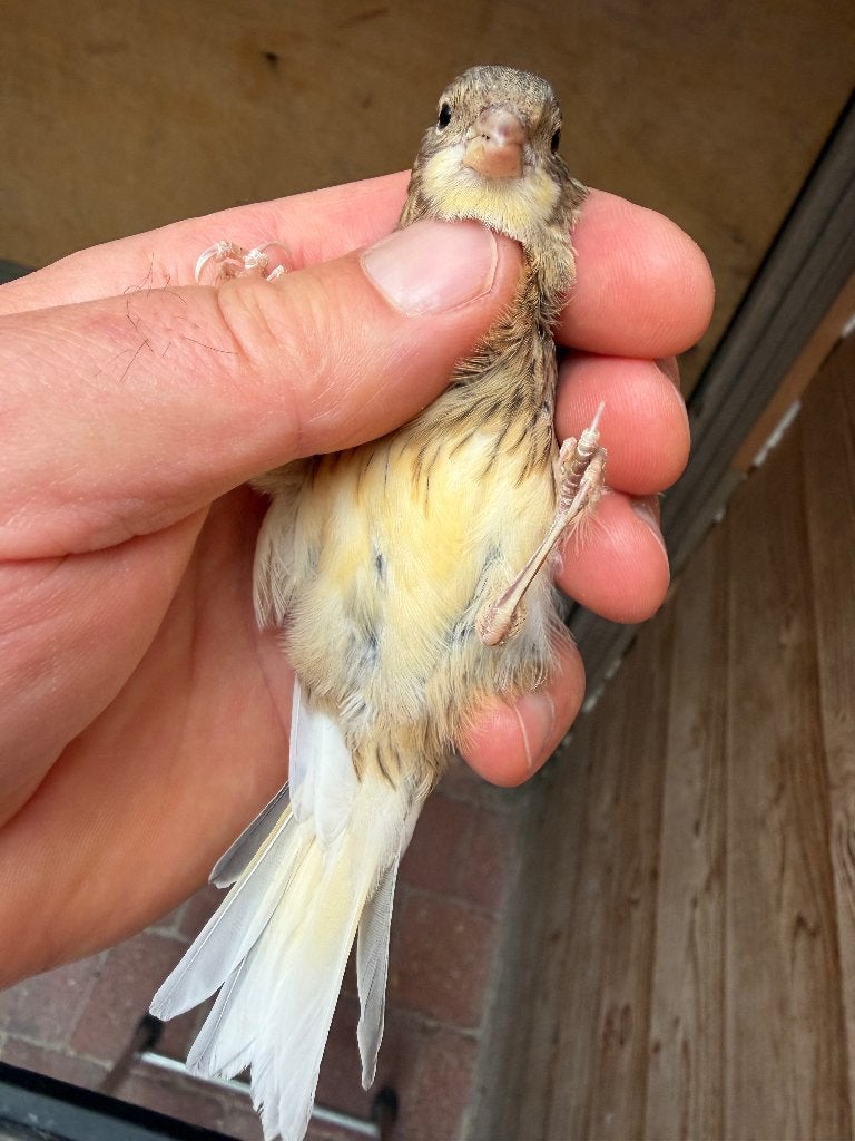 Bastaard putter man van 2026 putter x harlekijn, Dieren en Toebehoren, Vogels | Overige Vogels, Mannelijk, Wildzangvogel, Geringd