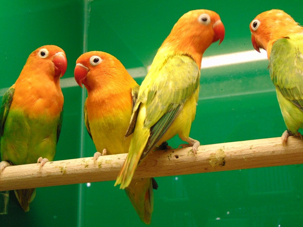 Dwergpapegaaien (agapornissen), Meerdere dieren, Dwergpapegaai of Agapornis, Geringd