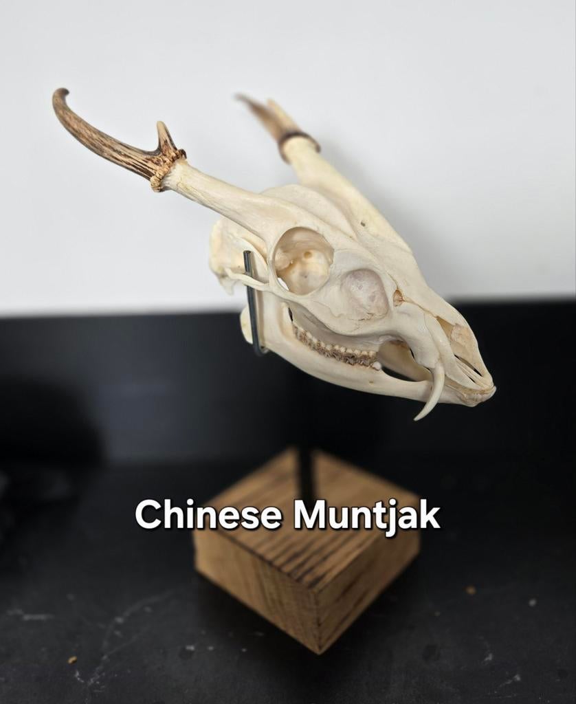 Schedel Chinese Muntjak compleet met onderkaak Taxidermie, Ophalen of Verzenden, Schedel