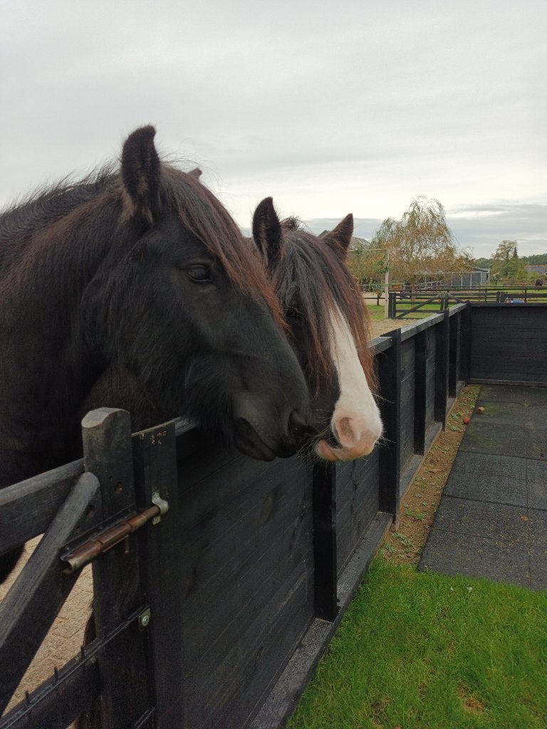 Grote C Tinker en grote D Fell pony te koop , omschrijving, Dieren en Toebehoren, Gechipt, Ruin, Zadelmak, 3 tot 6 jaar