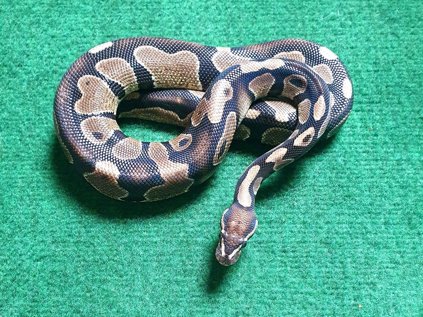 Prachtige handtamme koningspython! Ball Python - unknown for sale from Papillon