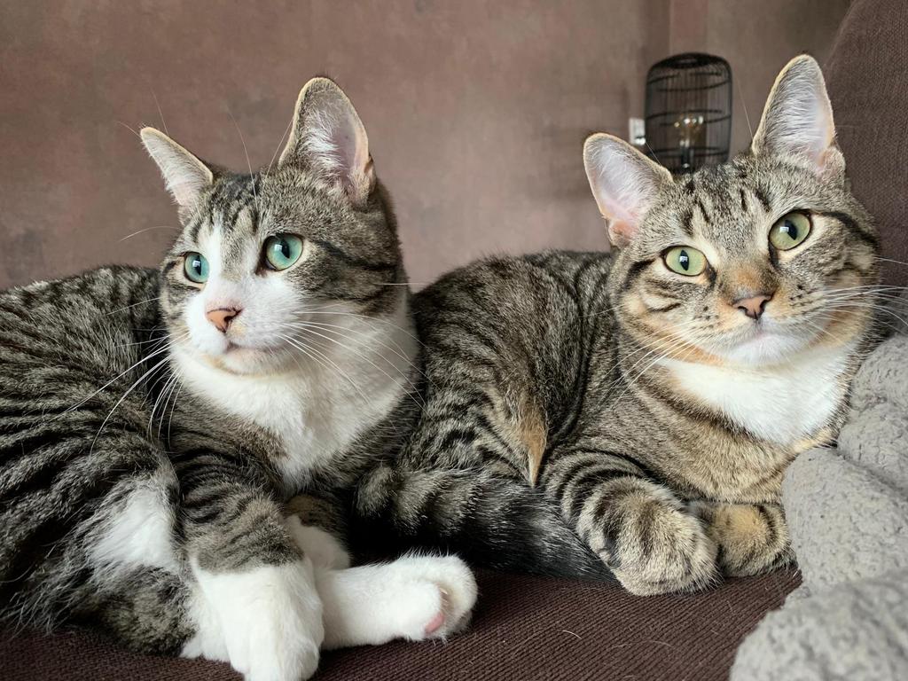 2 lieve katten broer/zus 6 jaar, Meerdere dieren