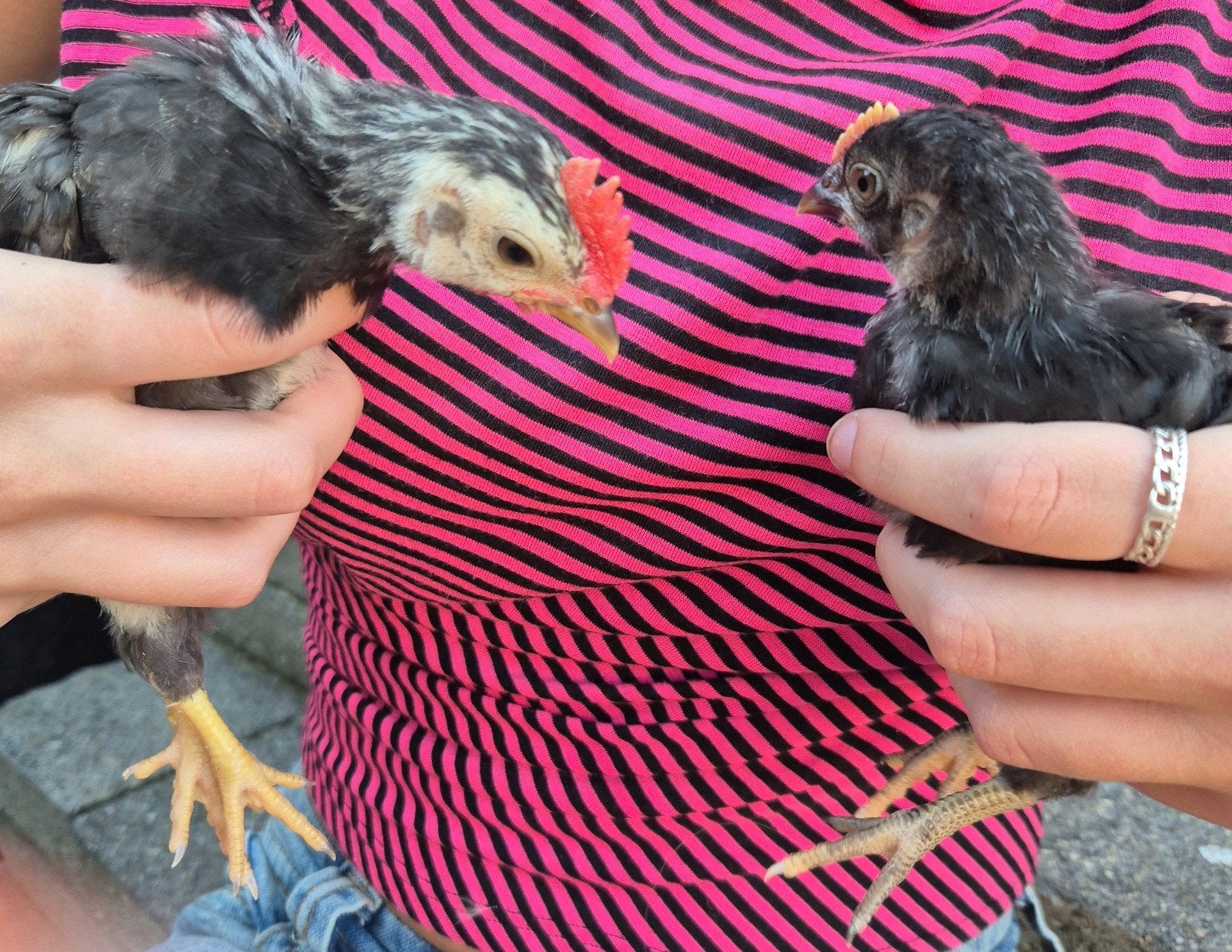 Prachtige Serama kuikens! Hennen en haantjes, Dieren en Toebehoren, Pluimvee, Geslacht onbekend, Kip