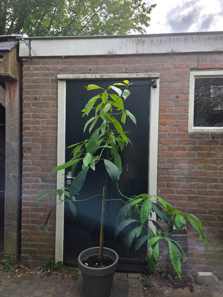 Grote Avocado boom (exclusief pot), Ophalen, Overige soorten, Volle zon, Bloeit niet